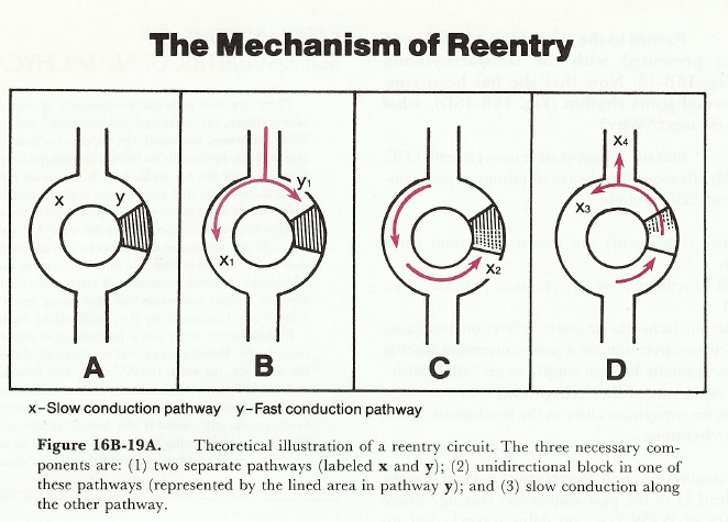 download hematology basic